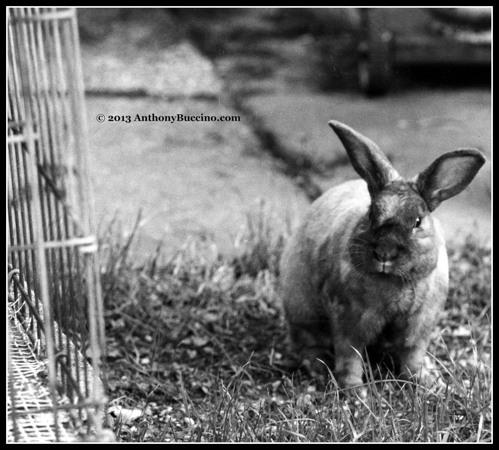 Murphy the rabbit, photo by Anthony Buccino, all rights reserved