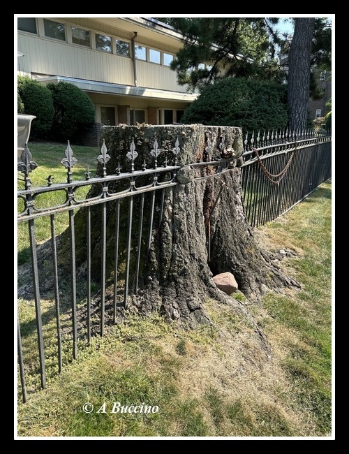 Fence in Tree Stump, Union Street, Montclair NJ, 2023  A Buccino
