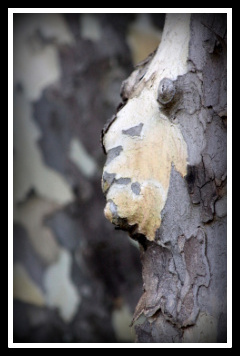 JOHNNY TREEMAN by Anthony Buccino, tree bark, man profile, 