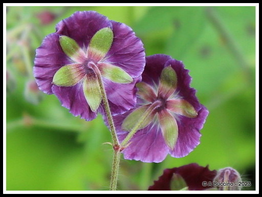 Geranium Looking Away, Honorable Mention, 2023 © A Buccino, Essex Photo Club