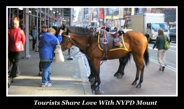 Times Square tourist greets NYPD mount Anthony Buccino photo