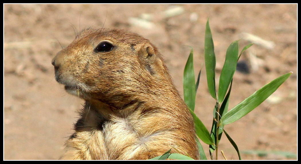 Pensive Prairie Dog, Nature, Honorable Mention, © A Buccino