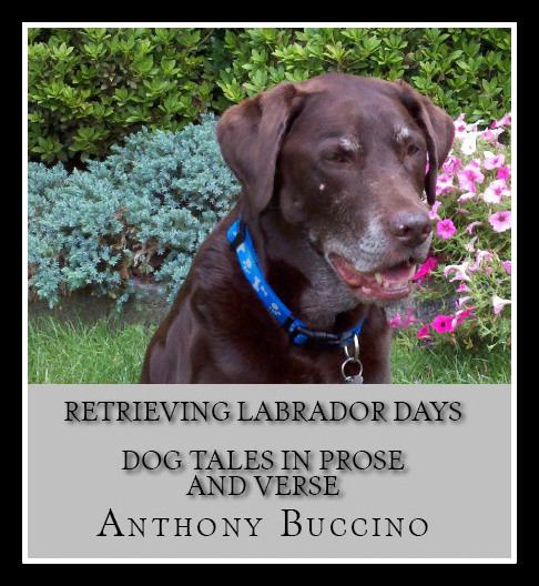 Retrieving Labrador Days by Anthony Buccino
