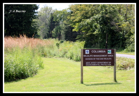 Columbia Wildlife Management Area,  A Buccino