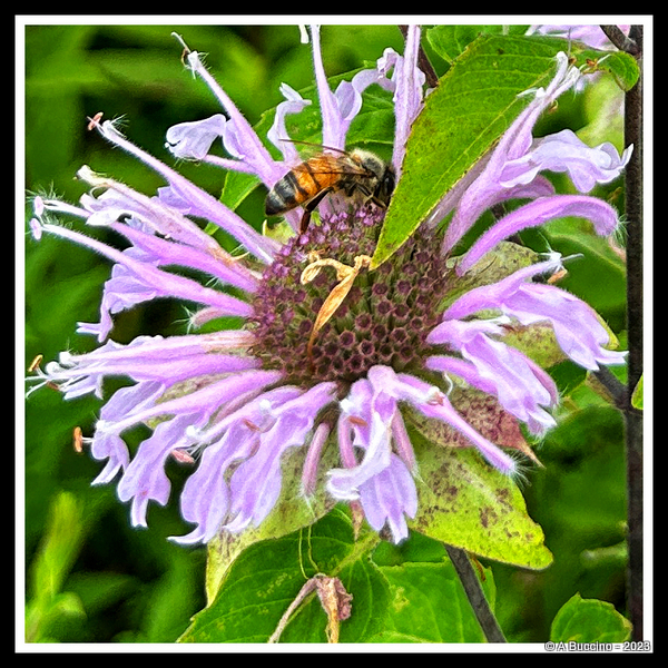 Bee & Flower, Willowwood Arboretum, ©ABuccino 