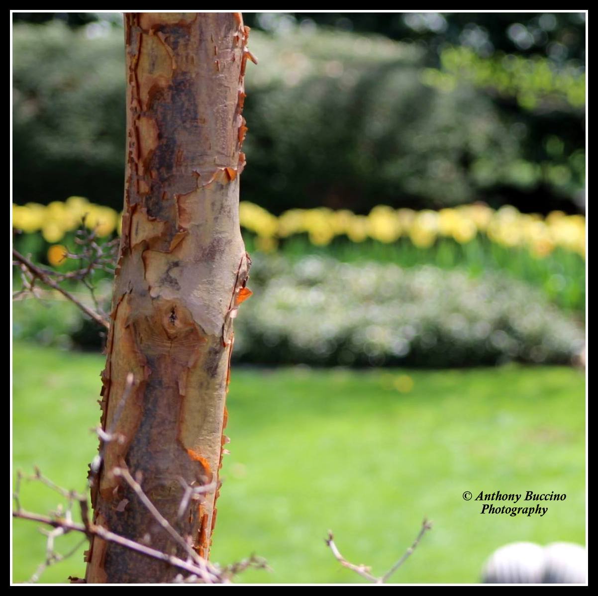 landscape, 2017  Anthony Buccino Photography, Mountsier Garden, Nutley NJ