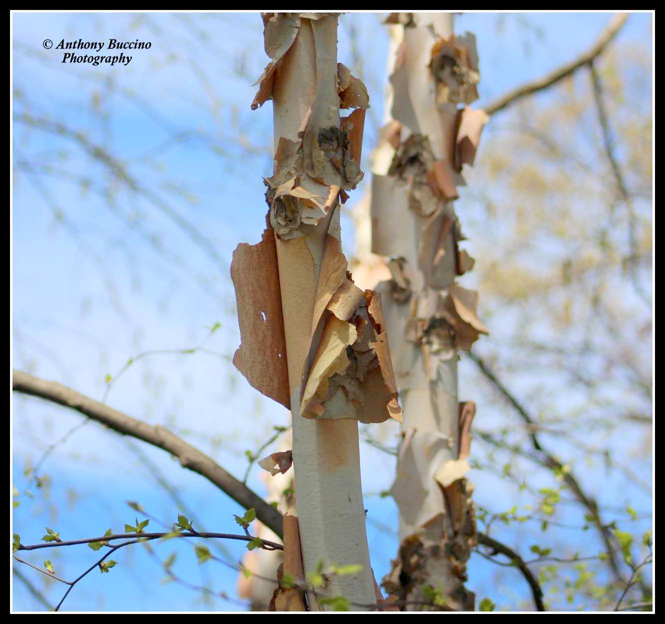 Peeling Bark, topiary, 2017  Anthony Buccino Photography, Mountsier Garden, Nutley NJ