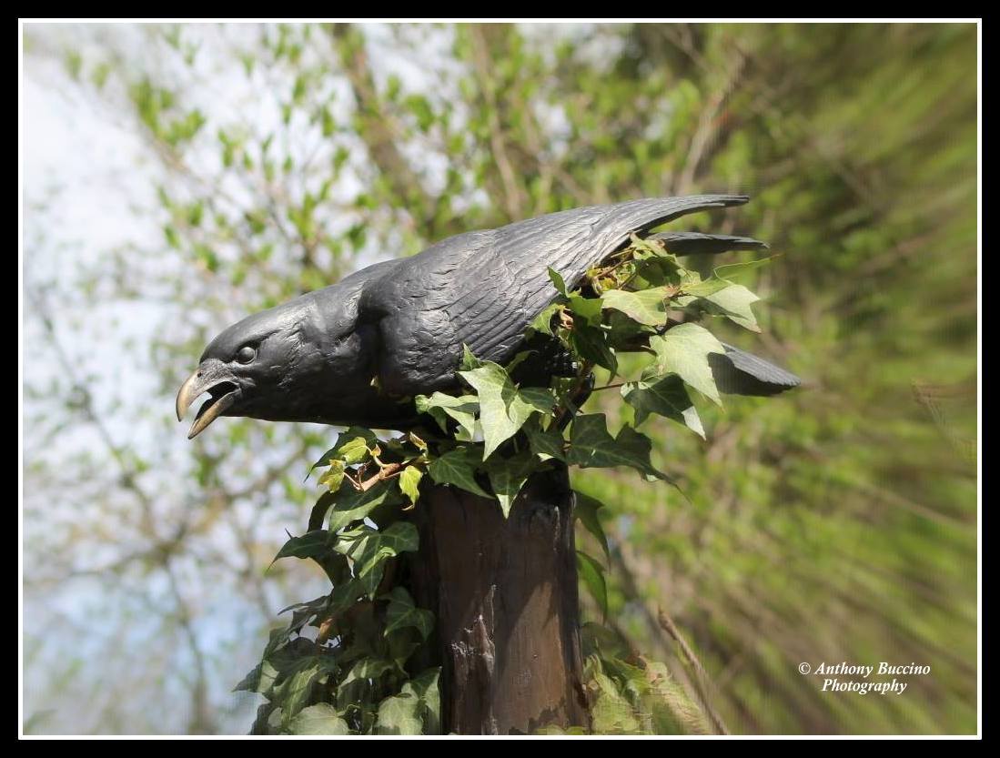 raven sculpture, 2017  Anthony Buccino Photography, Mountsier Garden, Nutley NJ