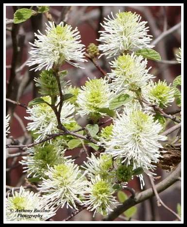 blossom, 2017  Anthony Buccino Photography, Mountsier Garden, Nutley NJ