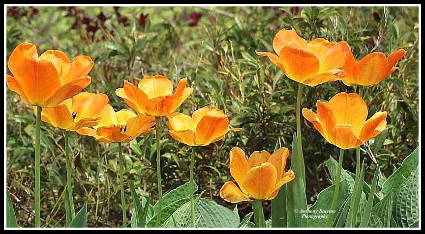 flora, 2017  Anthony Buccino Photography, Mountsier Garden, Nutley NJ