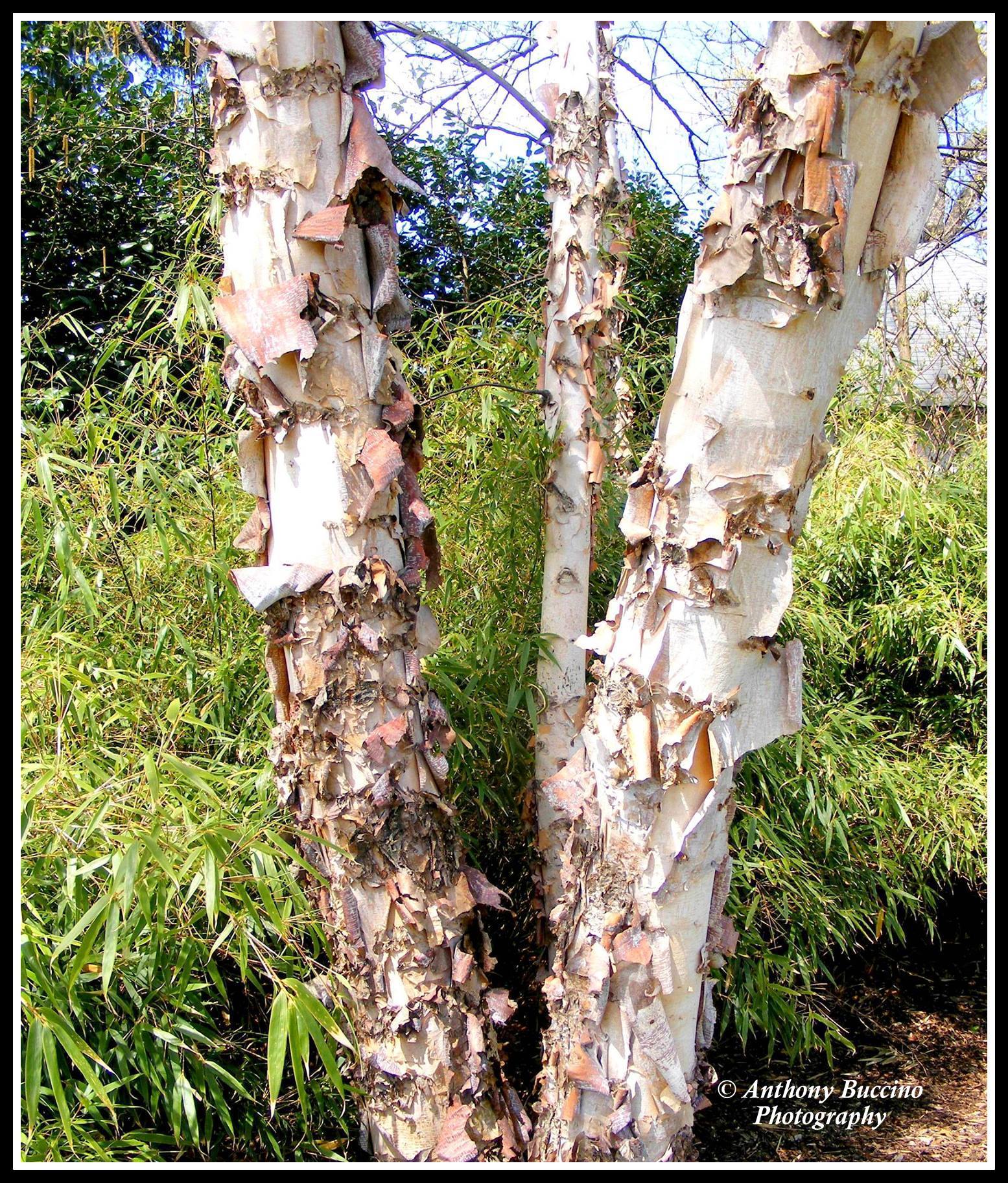 Shedding Bark, 2017  Anthony Buccino Photography, Mountsier Garden, Nutley NJ