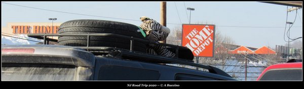 Tired Tiger, Home Depot, Northwest NJ Road Trip 2020, © A Buccino 