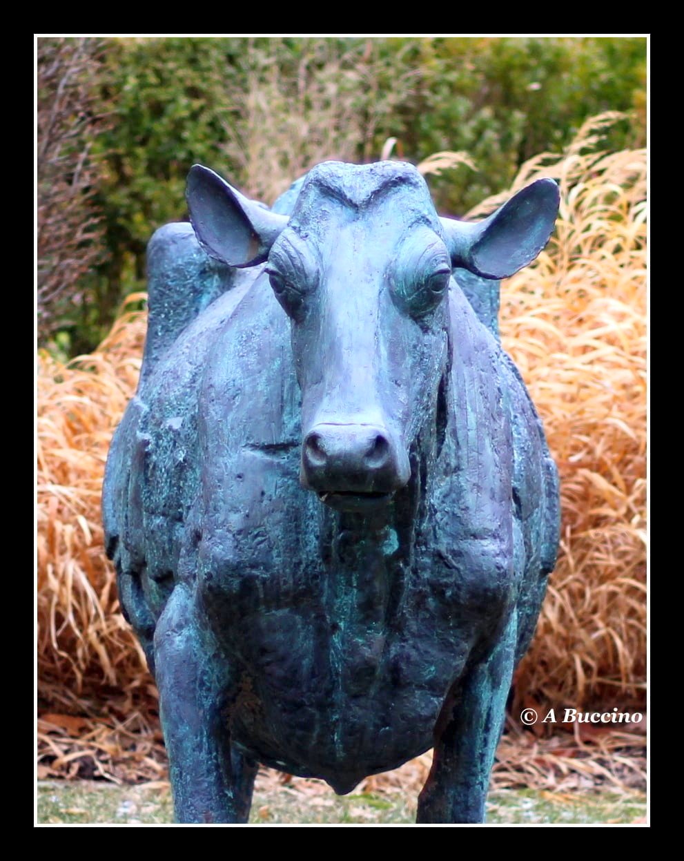 BULL OR COW?; 2021  Anthony Buccino, Mountsier Garden, Nutley NJ