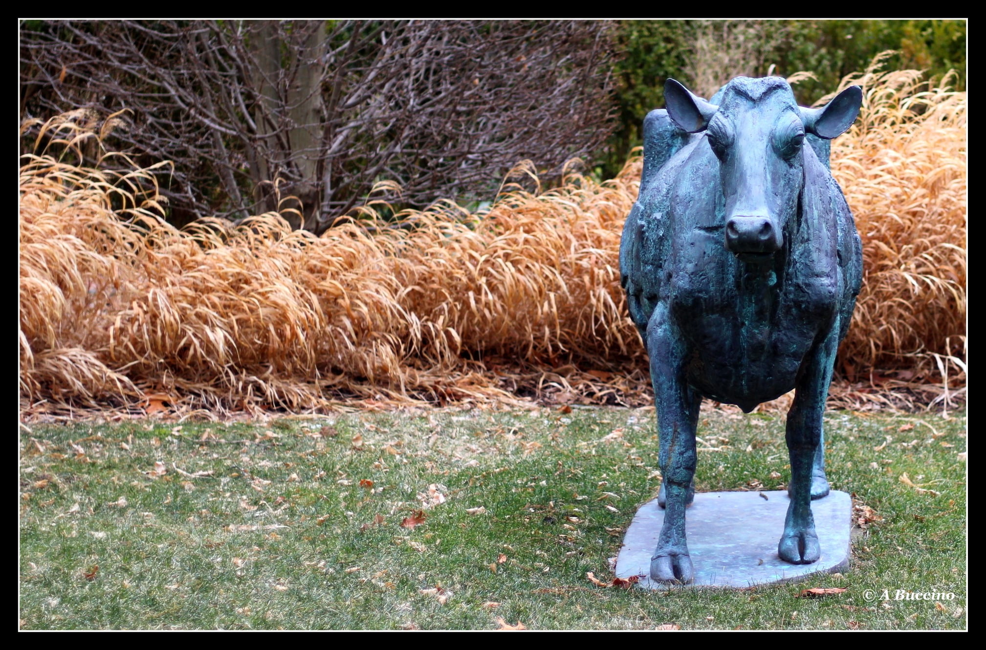 COW, NOT BULL; 2021  Anthony Buccino, Mountsier Garden, Nutley NJ