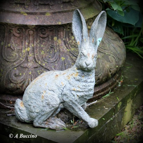 LONG EARED HARE! Mountsier Garden sculpture, May 2022  Anthony Buccino, Nutley NJ, private garden