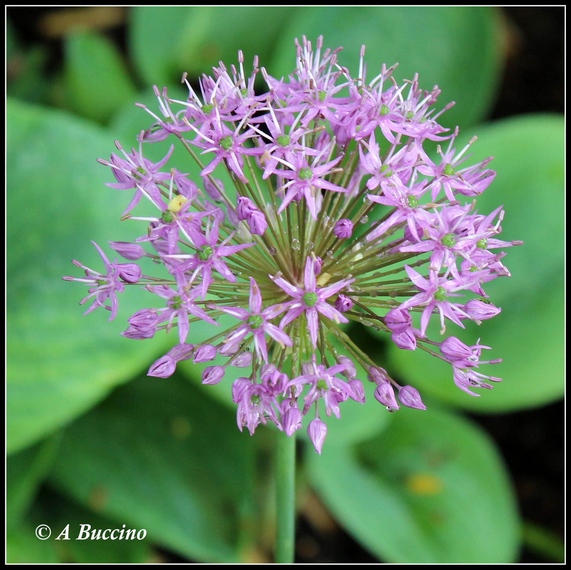 Mountsier Garden, flora, May 16, 2022  Anthony Buccino, Nutley NJ, private garden