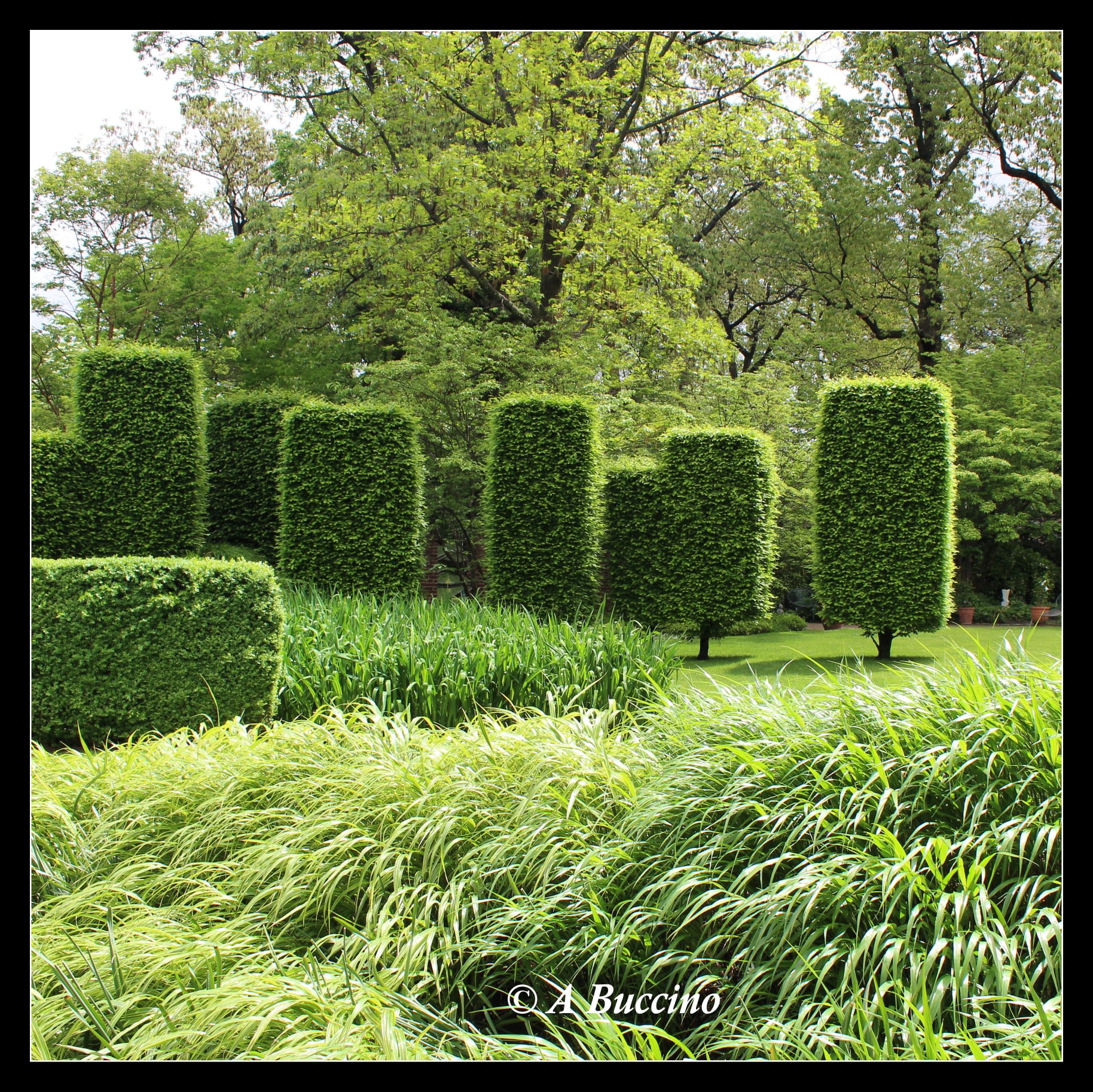 Landscape, private garden, Mountsier Garden, May 2022  Anthony Buccino, Nutley NJ