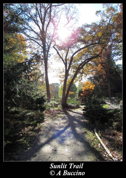 Laurelwood Arboretum, Wayne NJ, Nov 2021, A Buccino