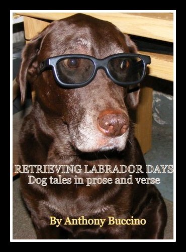 Retrieving Labrador Days by Anthony Buccino, stories and verse