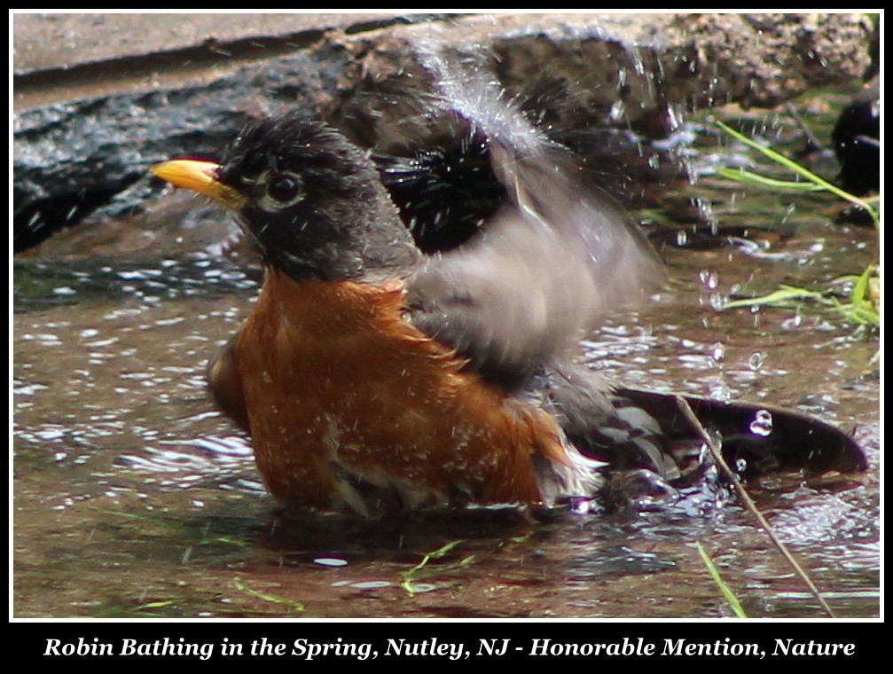 Robin Bathing in the Spring by Anthony Buccino, Honorable Mention, Essex Photo Club