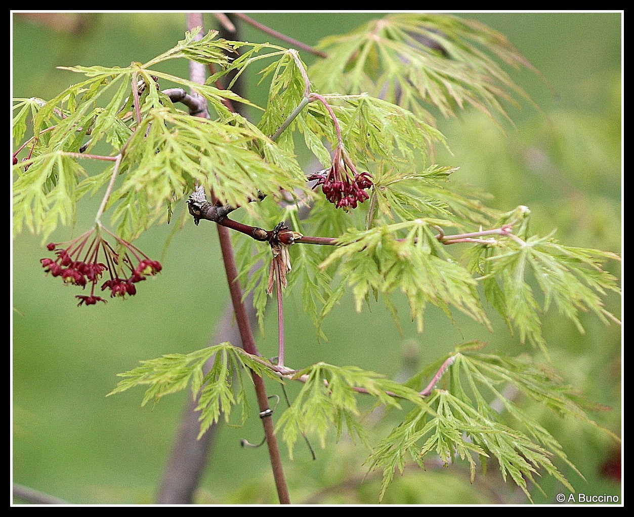 Reeves-Reed Arboretum, Summit, NJ,  Anthony Buccino 