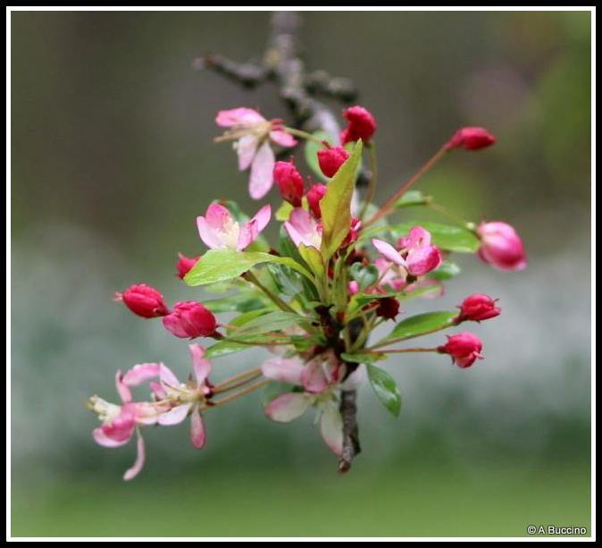 Reeves-Reed Arboretum, Summit, NJ,  Anthony Buccino 