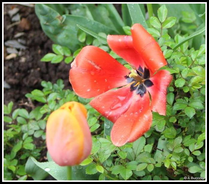 Reeves-Reed Arboretum, Summit, NJ,  Anthony Buccino 
