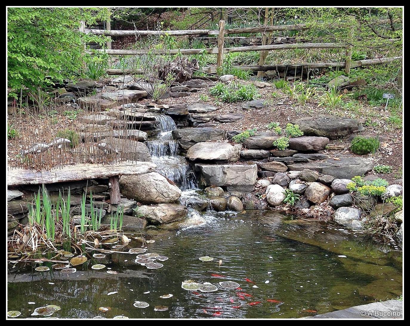 Babbling brook, Reeves-Reed Arboretum, Summit, NJ,  Anthony Buccino 