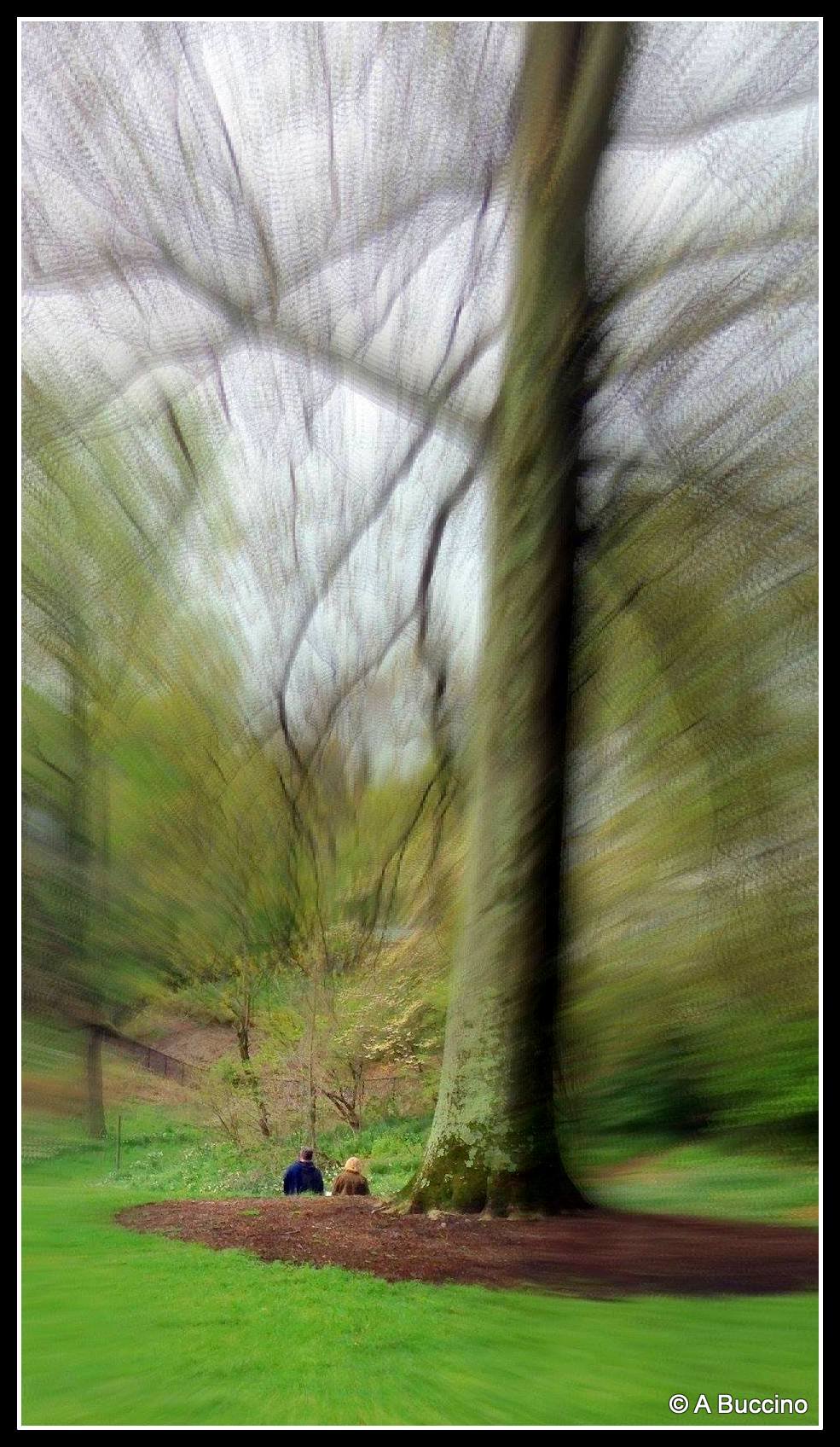 Reeves-Reed Arboretum, Summit, NJ,  Anthony Buccino 