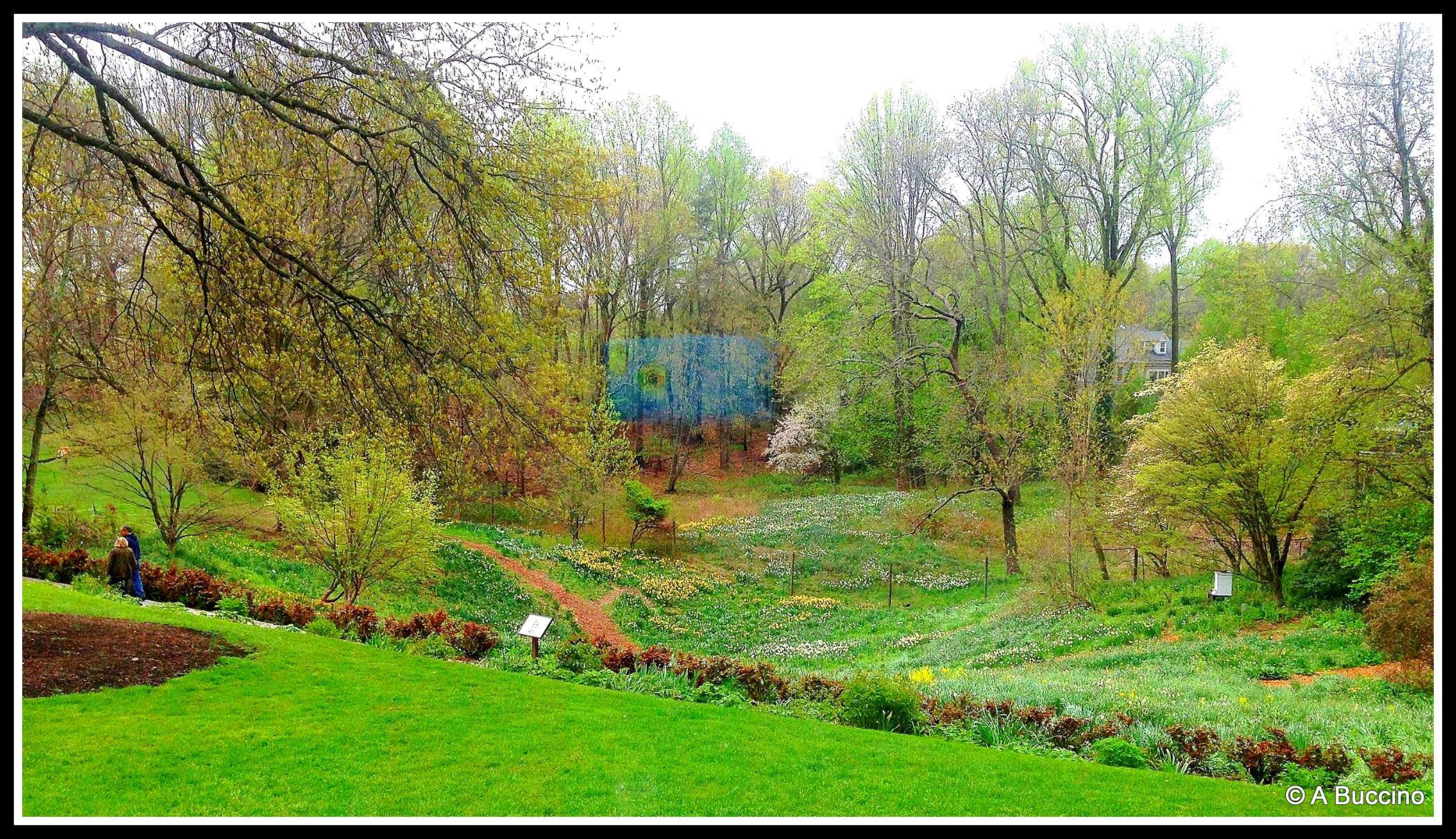 Reeves-Reed Arboretum, Summit, NJ,  Anthony Buccino 