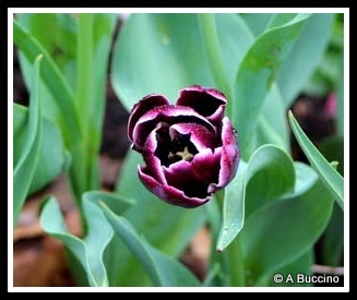 Reeves-Reed Arboretum, Summit, NJ,  Anthony Buccino 