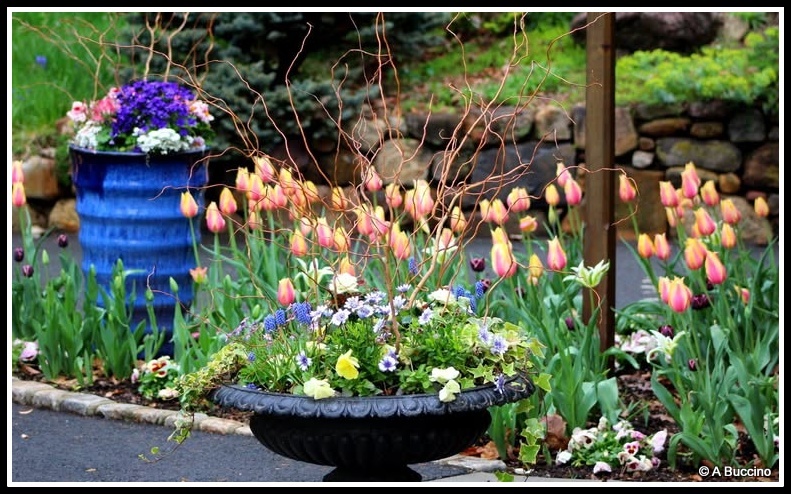 Reeves-Reed Arboretum, Summit, NJ,  Anthony Buccino 