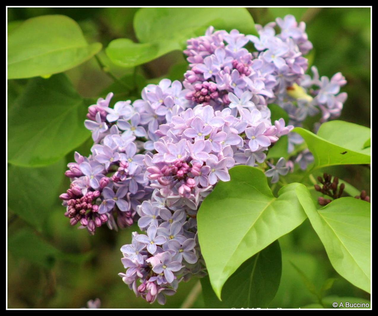 Reeves-Reed Arboretum, Summit, NJ,  Anthony Buccino 
