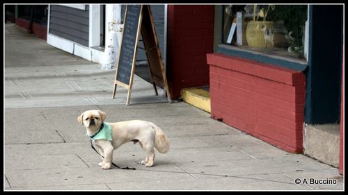 Guard Dog, Street photography, Summit NJ, by Anthony Buccino 