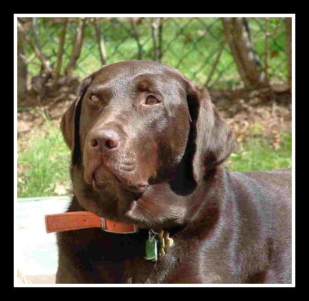 Zamboni, our chocolate Labrador retriever, likes long walks over short distances