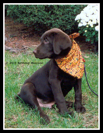 Little puppies grow into giant shedding machines. Here Zamboni awaits his first Halloween.